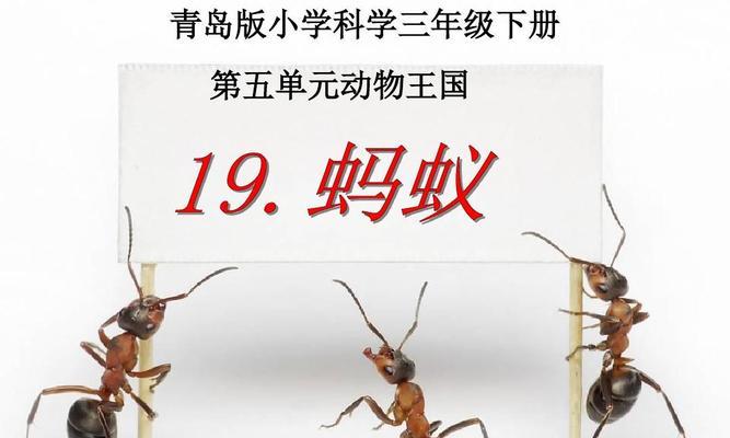 蚂蚁的奇妙世界（探索小小生物的非凡世界）